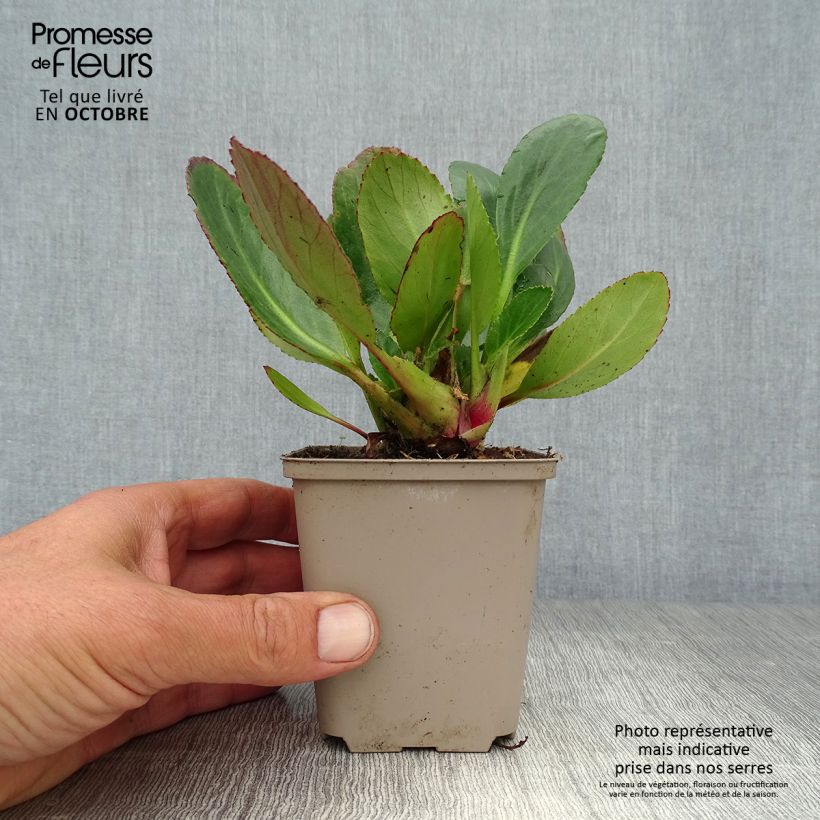 Esemplare di Bergenia Pink Dragonfly Vasetto da 8/9 cm come consegnato in autunno
