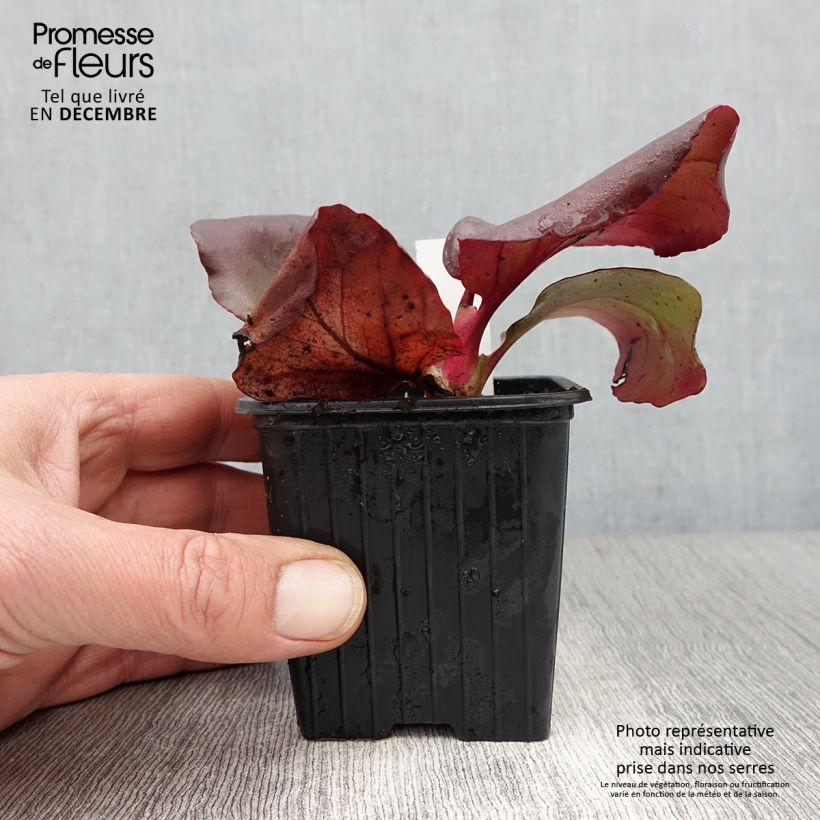Esemplare di Bergenia purpurascens Vasetto da 8/9 cm come consegnato in autunno