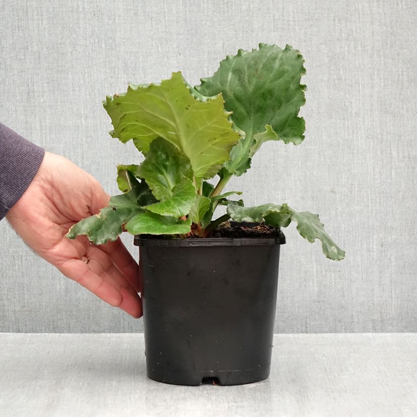 Esemplare di Bergenia Ripple Effect Vaso da 2L/3L come consegnato in autunno