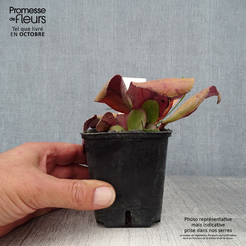 Esemplare di Bergenia cordifolia Rotblum Vasetto da 7/8 cm come consegnato in autunno