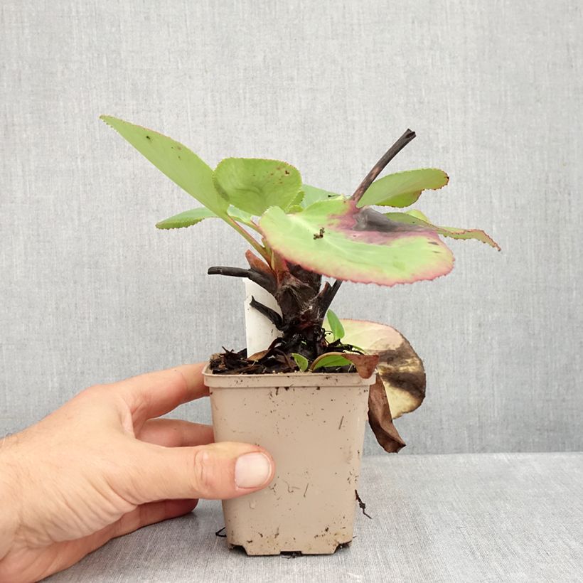 Esemplare di Bergenia schmidtii Vasetto da 8/9 cm come consegnato in autunno