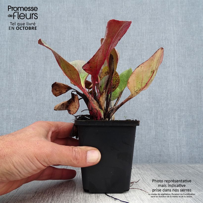 Esemplare di Bergenia Winterglut Vasetto da 8/9 cm come consegnato in autunno