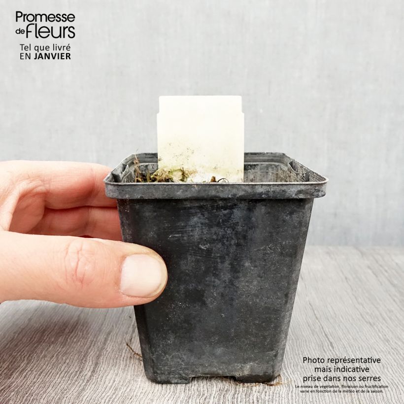 Berula erecta - Sedanina d’acqua Vasetto da 8/9 cm esemplare consegnato in inverno