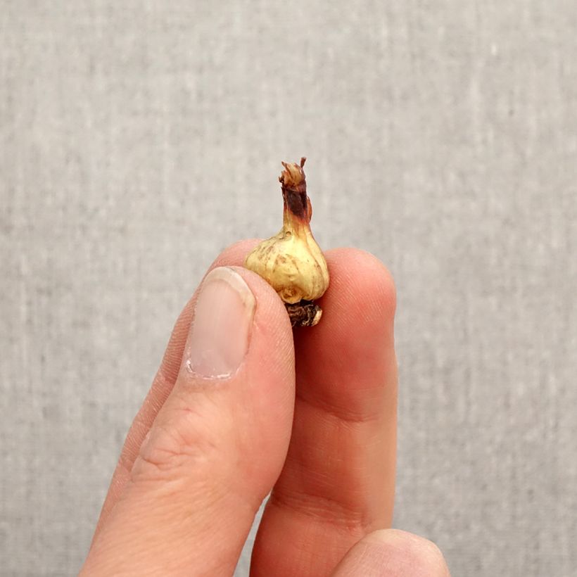 Bessera elegans - Gocce di corallo Bulbo taglia 5+ esemplare consegnato in primavera