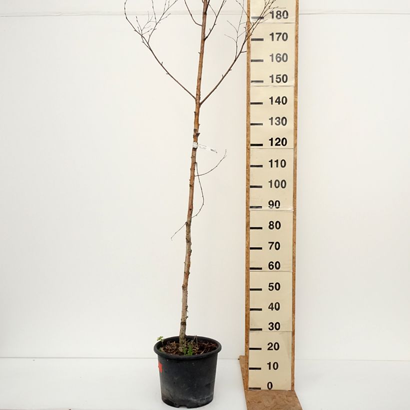 Esemplare di Betula ermanii Holland - Betulla Vaso da 12L/15L come consegnato in autunno