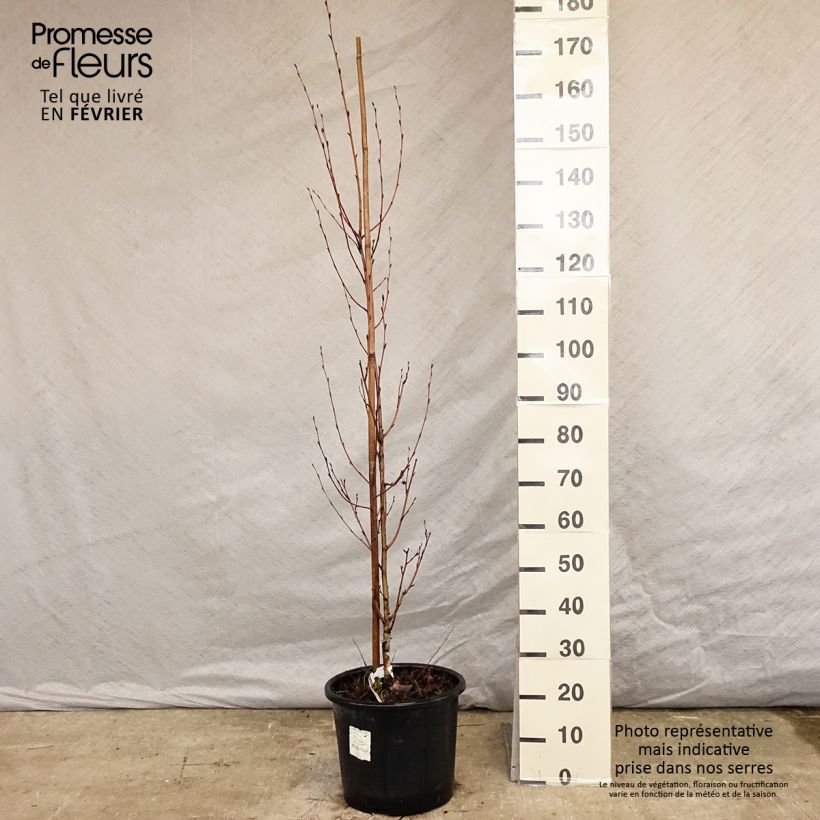 Betula ermanii Holland - Betulla Vaso da 12L/15L esemplare consegnato in inverno