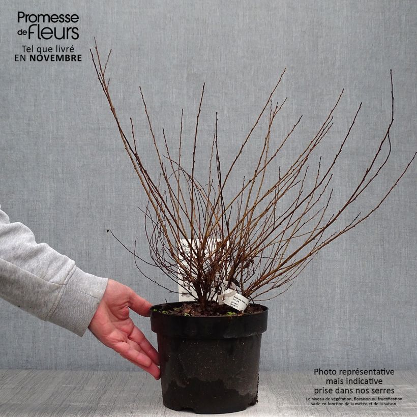 Esemplare di Betula nana Golden Treasure - Betulla nana Vaso da 3L/4L come consegnato in autunno
