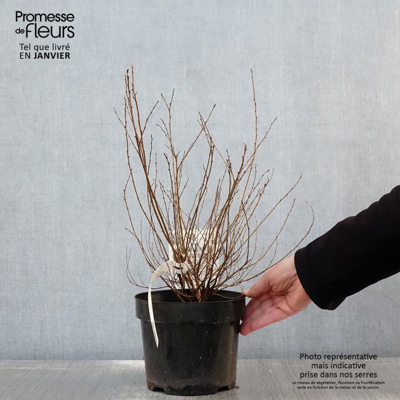 Betula nana Golden Treasure - Betulla nana Vaso da 3L/4L esemplare consegnato in inverno