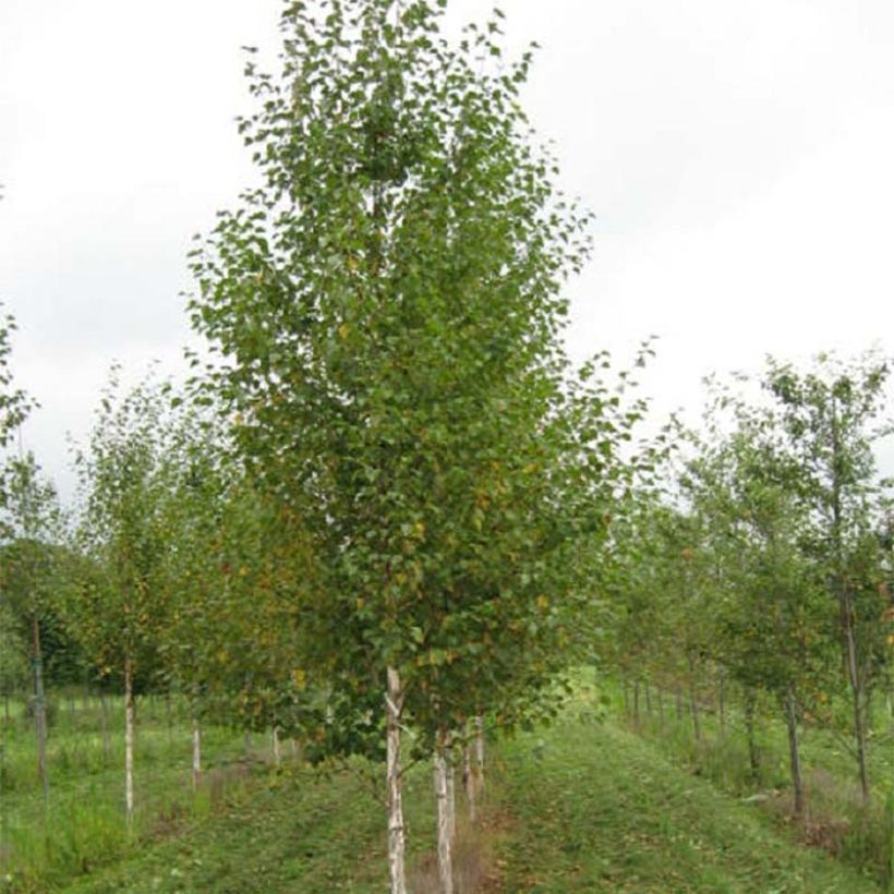 Betula nigra Heritage - Betulla nera (Porto)