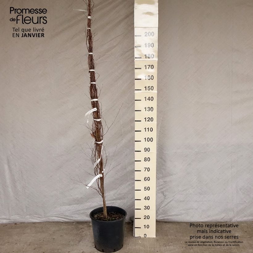 Betulla bianca - Betula pendula Vaso da 18L/20L esemplare consegnato in inverno
