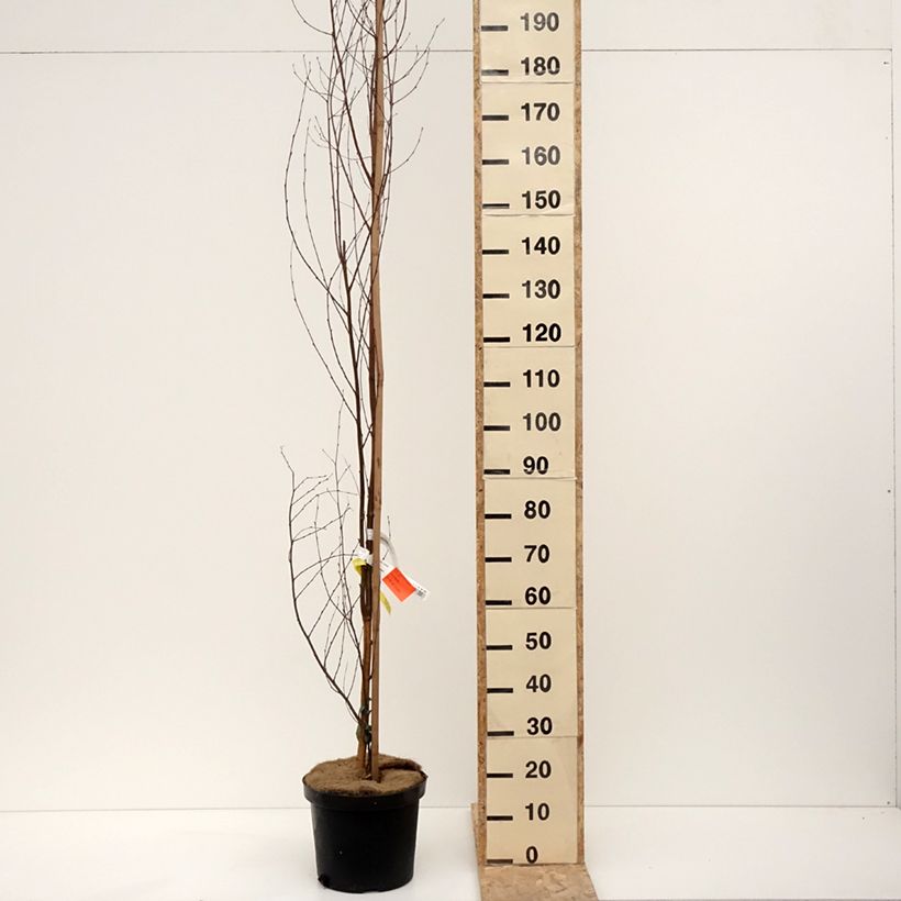 Betula pendula Fastigiata - Betulla bianca Vaso da 7,5L/10L esemplare consegnato in inverno