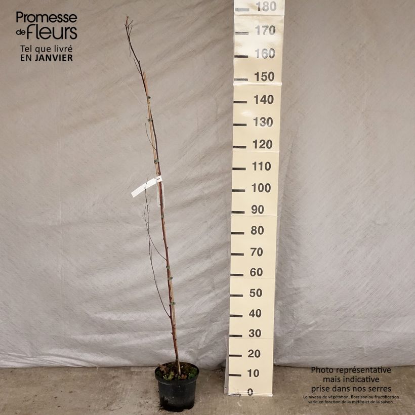 Betula pendula Fastigiata - Betulla bianca Vaso da 3L/4L esemplare consegnato in inverno