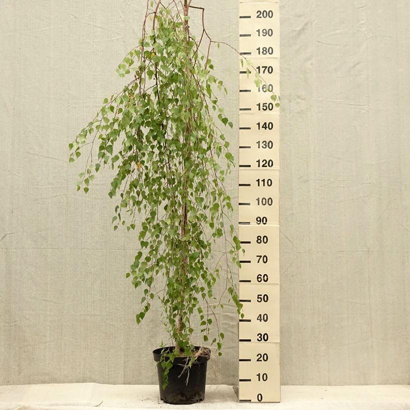 Esemplare di Betula pendula Magical Globe - Betulla bianca Vaso da 7,5L/10L consegnato in estate