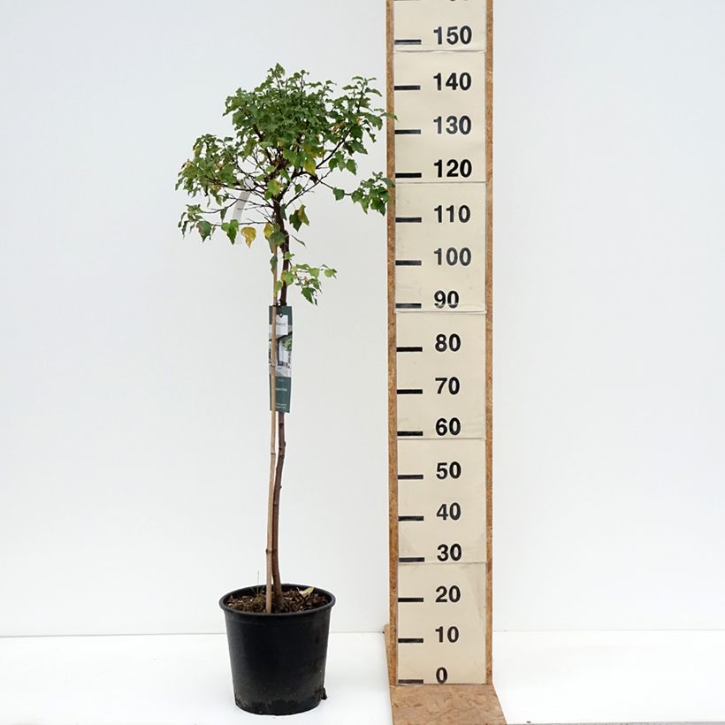Esemplare di Betula pendula Magical Globe - Betulla bianca Vaso da 7,5L/10L come consegnato in autunno