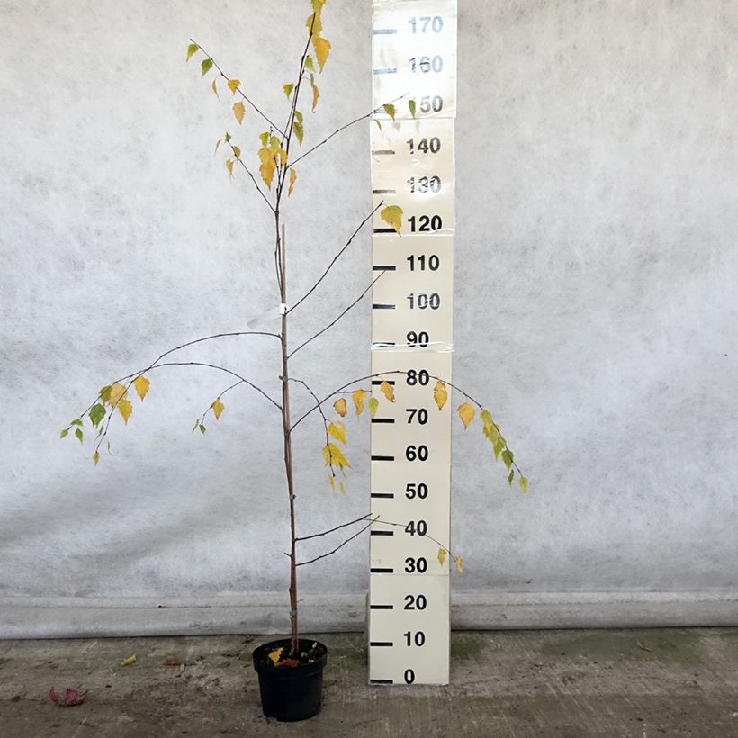 Esemplare di Betula pendula Tristis - Betulla bianca Vaso da 2L/3L come consegnato in autunno