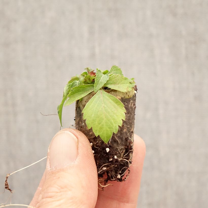 Bidens Bee my Sunshine mini zolla... esemplare consegnato in primavera