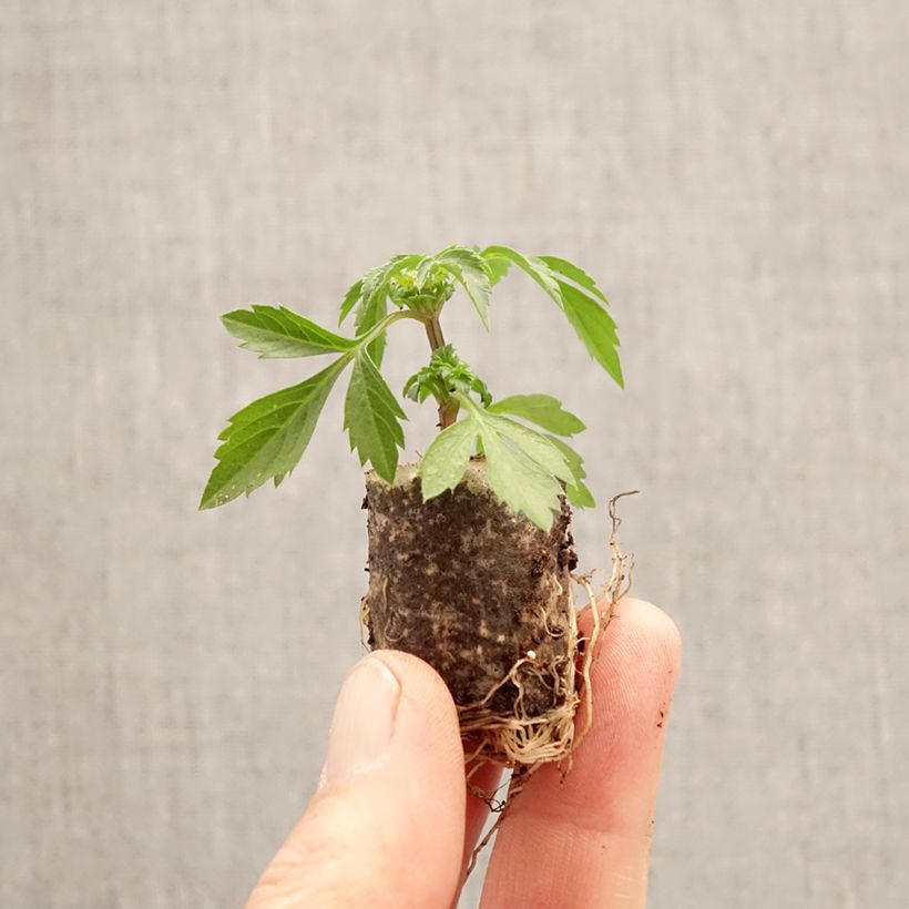 Bidens Bee White mini zolla... esemplare consegnato in primavera