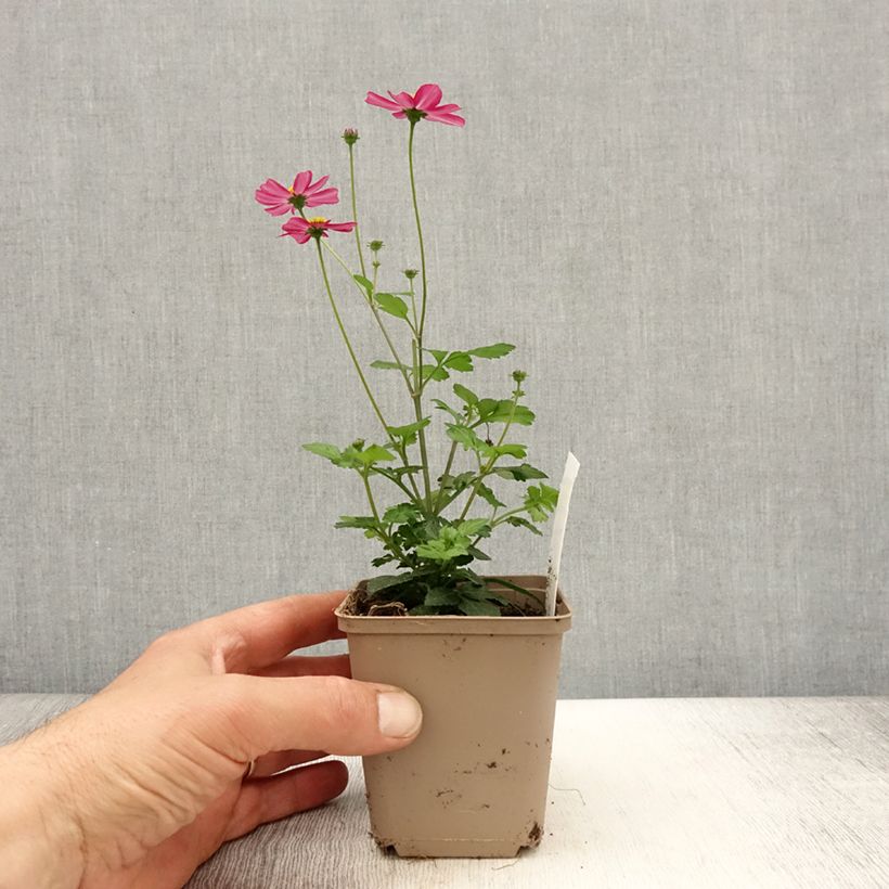 Bidens Stoplight Vasetto da 8/9 cm esemplare consegnato in primavera