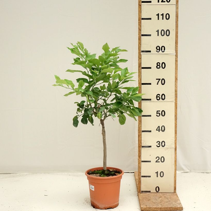 Esemplare di Arancio amaro Bizzaria Vaso da 6L/7L, Vaso impalcato basso consegnato in estate