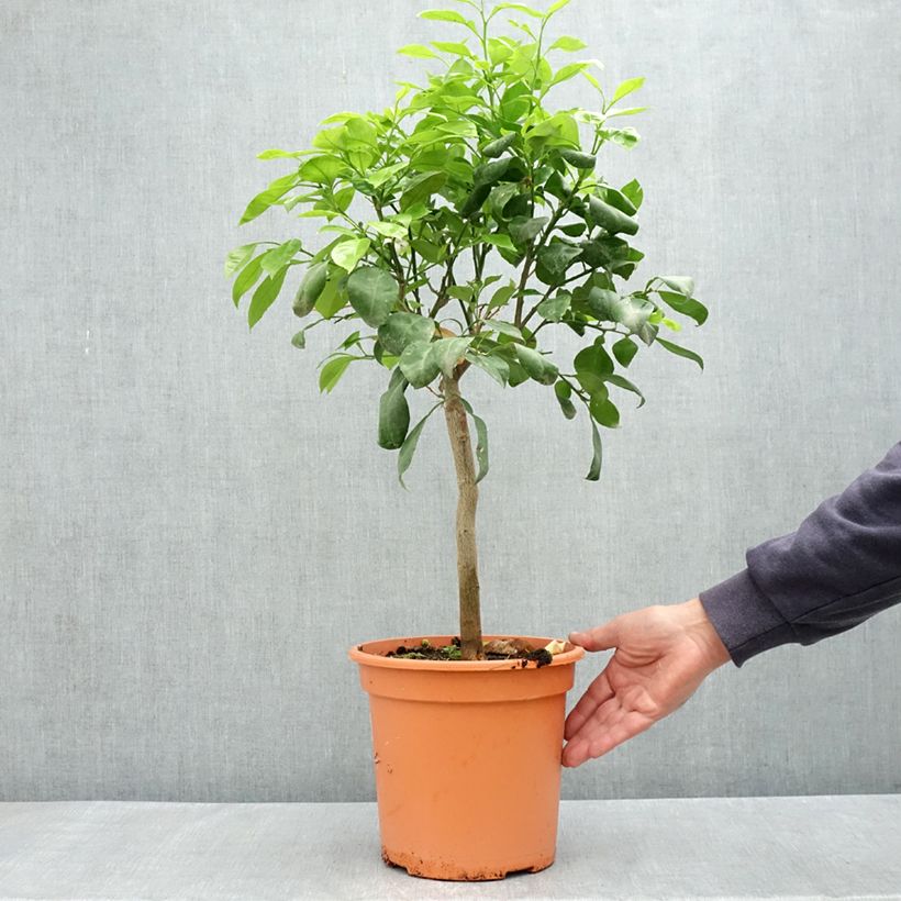 Arancio amaro Bizzaria Vaso da 6L/7L, Vaso impalcato basso esemplare consegnato in primavera