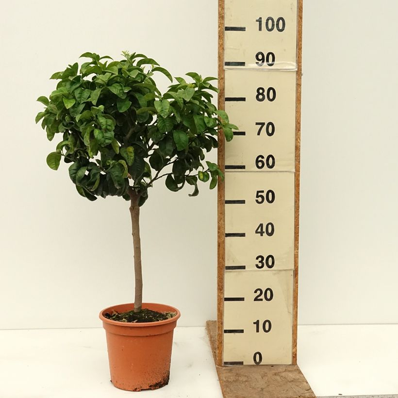 Arancio amaro Bouquet de Fleur Vaso da 6L/7L, Vaso impalcato basso esemplare consegnato in primavera