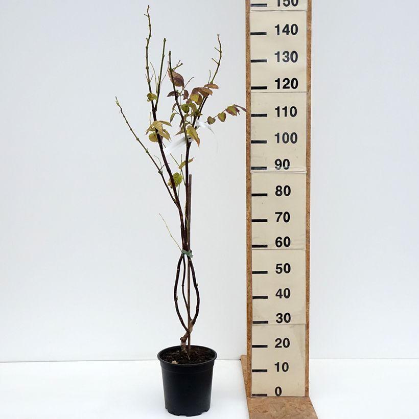 Esemplare di Campsis x tagliabuana Ebony & Red - Bignonia Vaso da 4L/5L come consegnato in autunno