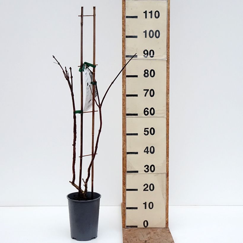 Campsis x tagliabuana Ebony & Red - Bignonia Vaso da 4L/5L esemplare consegnato in inverno