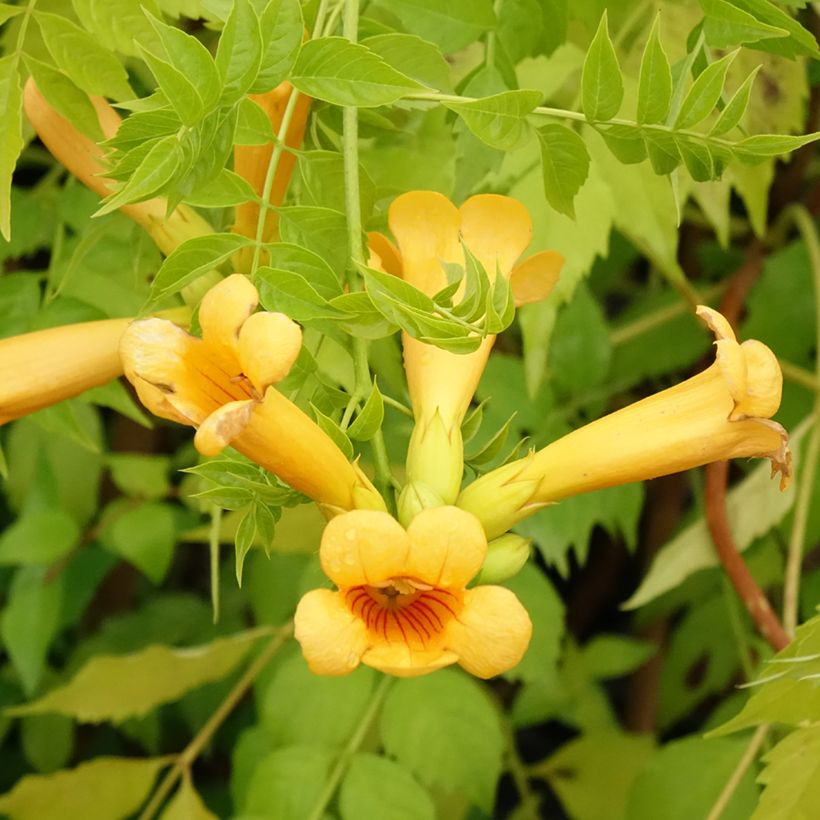 Campsis tagliabuana Golden Trumpet - Bignonia (Fioritura)