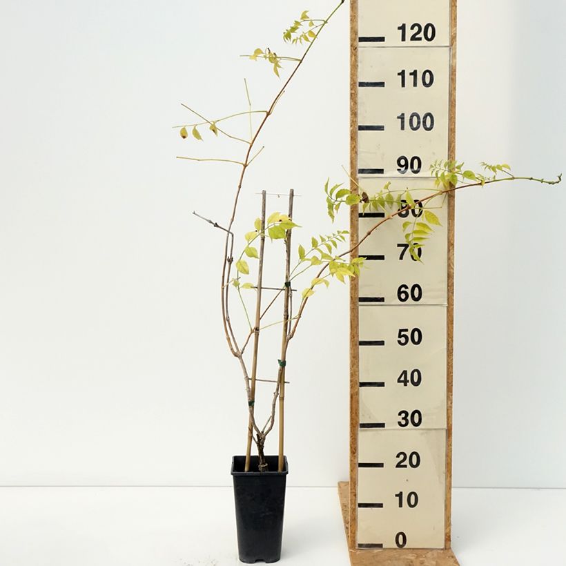 Esemplare di Campsis tagliabuana Golden Trumpet - Bignonia Vaso da 3L/4L come consegnato in autunno