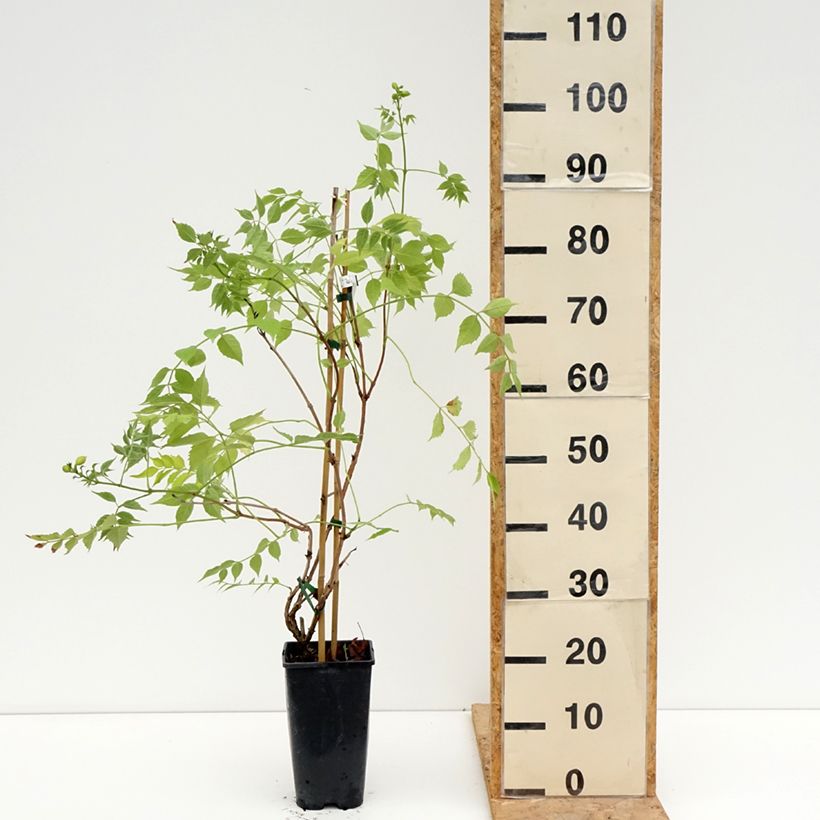 Esemplare di Campsis tagliabuana Golden Trumpet - Bignonia Vaso da 3L/4L consegnato in estate