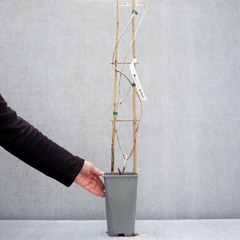 Campsis tagliabuana Golden Trumpet - Bignonia Vaso da 3L/4L esemplare consegnato in inverno