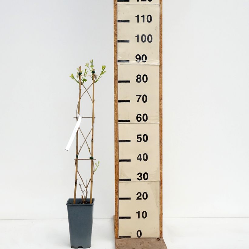 Campsis tagliabuana Golden Trumpet - Bignonia Vaso da 3L/4L esemplare consegnato in primavera