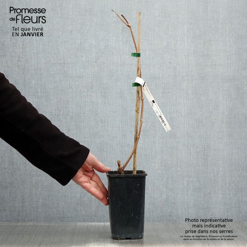 Campsis tagliabuana Orangeade - Bignonia Vaso da 1,5L/2L esemplare consegnato in inverno