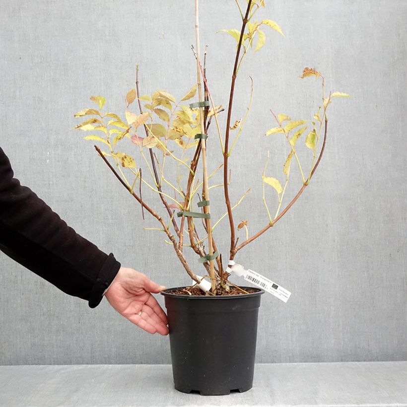 Esemplare di Campsis tagliabuana Orangeade - Bignonia Vaso da 6L/7L come consegnato in autunno