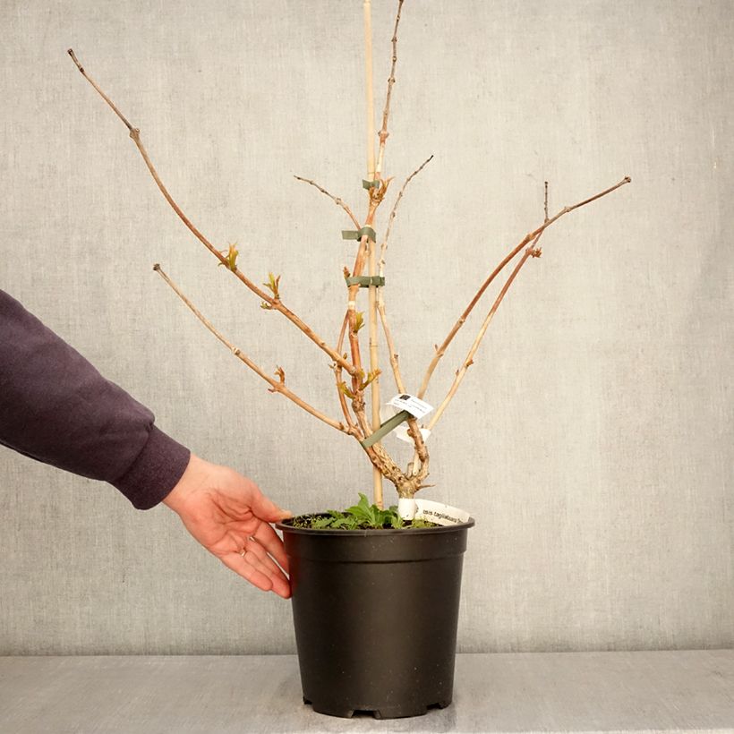 Campsis tagliabuana Orangeade - Bignonia Vaso da 6L/7L esemplare consegnato in primavera