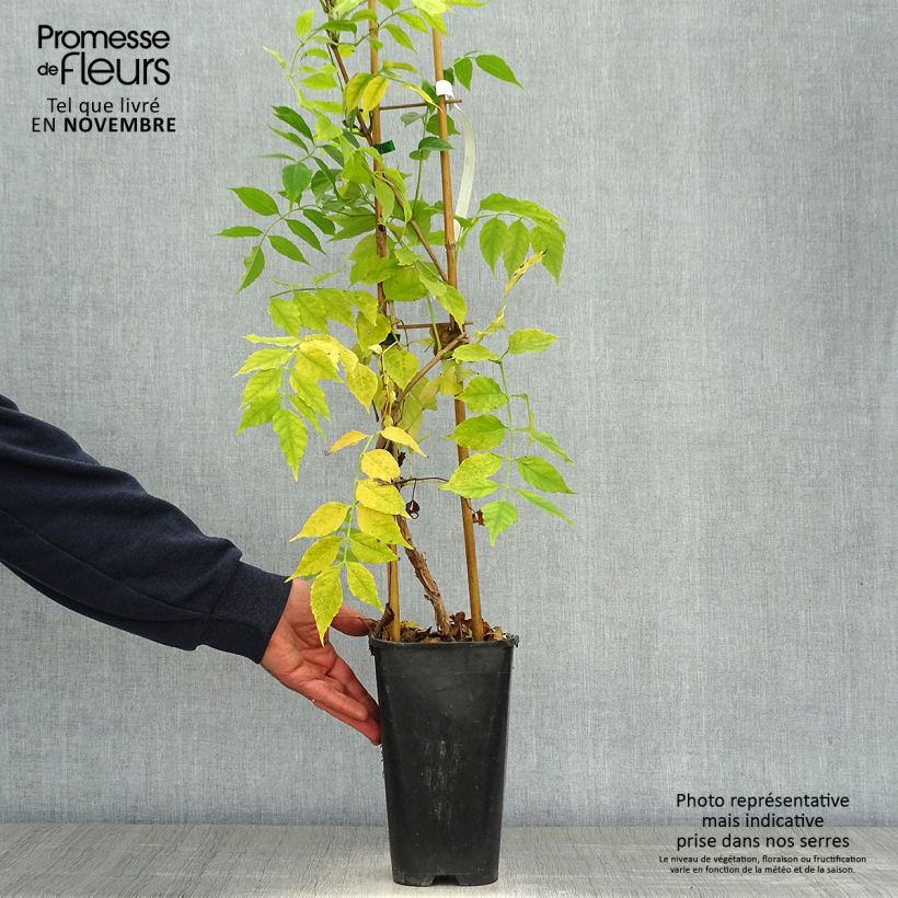 Esemplare di Campsis radicans Atropurpurea - Bignonia Vaso da 2L/3L come consegnato in autunno