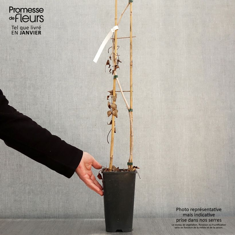 Campsis radicans Atropurpurea - Bignonia Vaso da 2L/3L esemplare consegnato in inverno