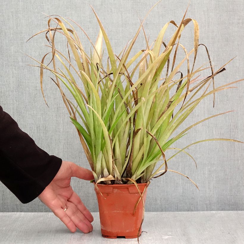 Esemplare di Billbergia nutans - Lacrime della regina Vaso da 1L/1,5L come consegnato in autunno