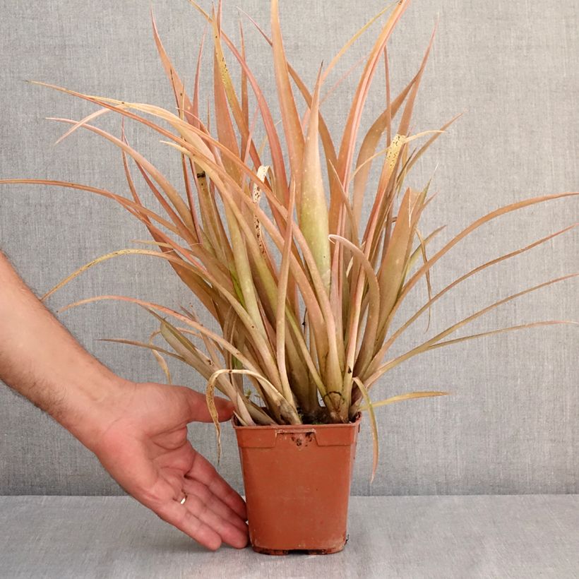 Esemplare di Billbergia nutans - Lacrime della regina Vaso da 1L/1,5L consegnato in estate