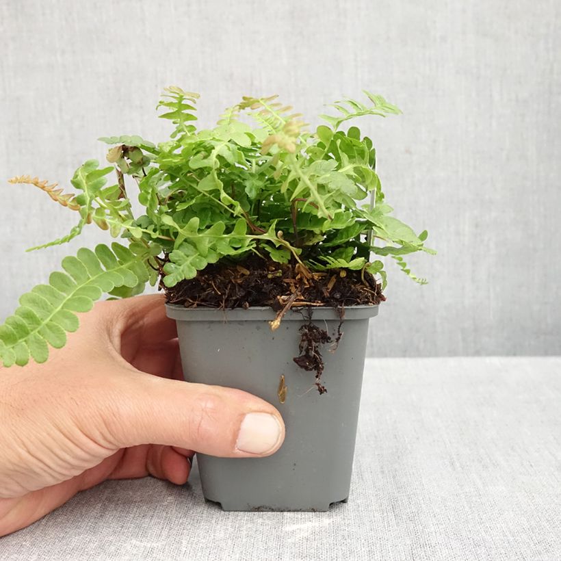Esemplare di Blechnum penna-marina Vasetto da 8/9 cm come consegnato in autunno