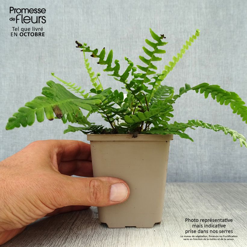Esemplare di Blechnum spicant - Lonchite minore Vasetto da 8/9 cm come consegnato in autunno