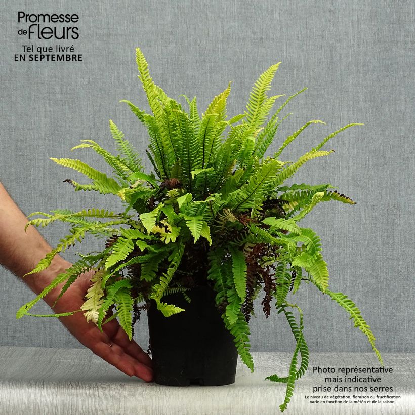 Esemplare di Blechnum spicant - Lonchite minore Vaso da 2L/3L come consegnato in autunno