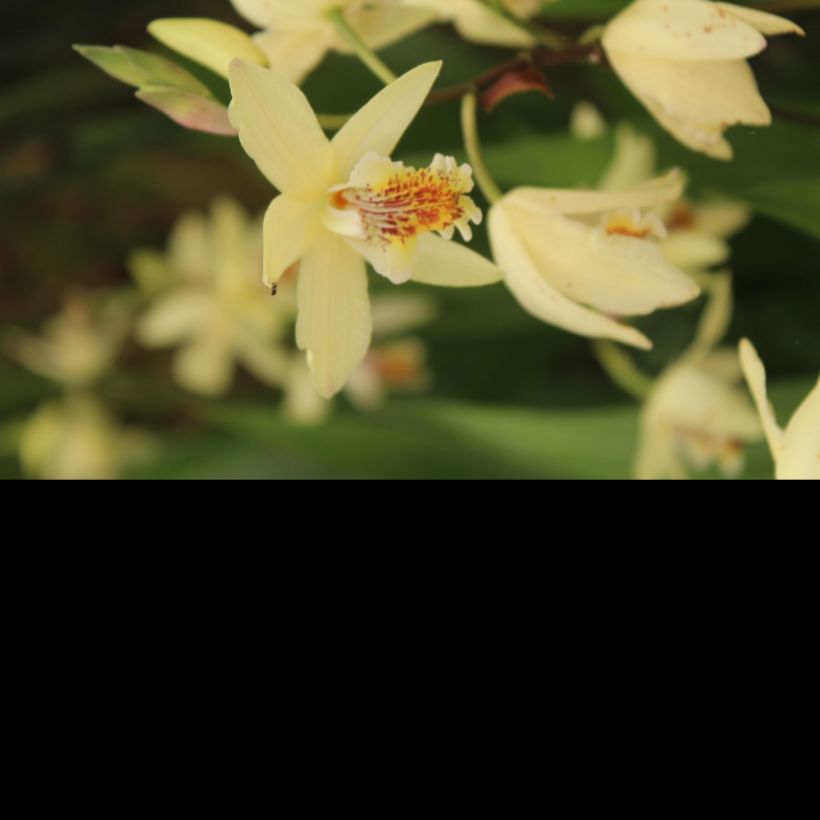 Bletilla ochracea (Fioritura)
