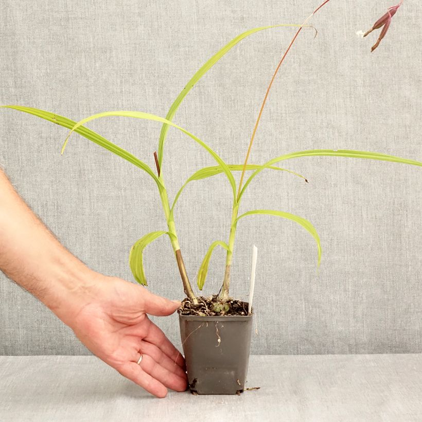 Esemplare di Bletilla Penway Paris Vasetto da 8/9 cm consegnato in estate