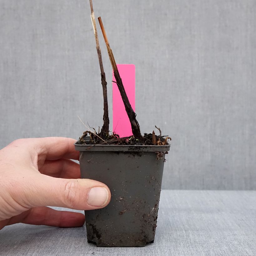 Bletilla Penway Paris Vasetto da 8/9 cm esemplare consegnato in inverno