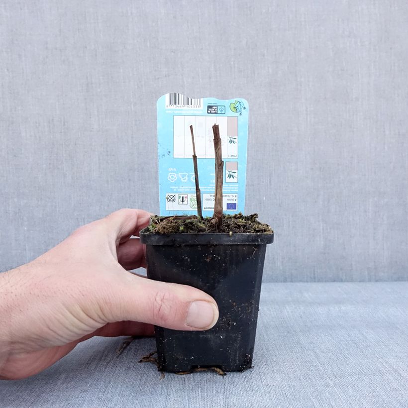 Bletilla striata Alba Vasetto da 8/9 cm taglia I esemplare consegnato in inverno