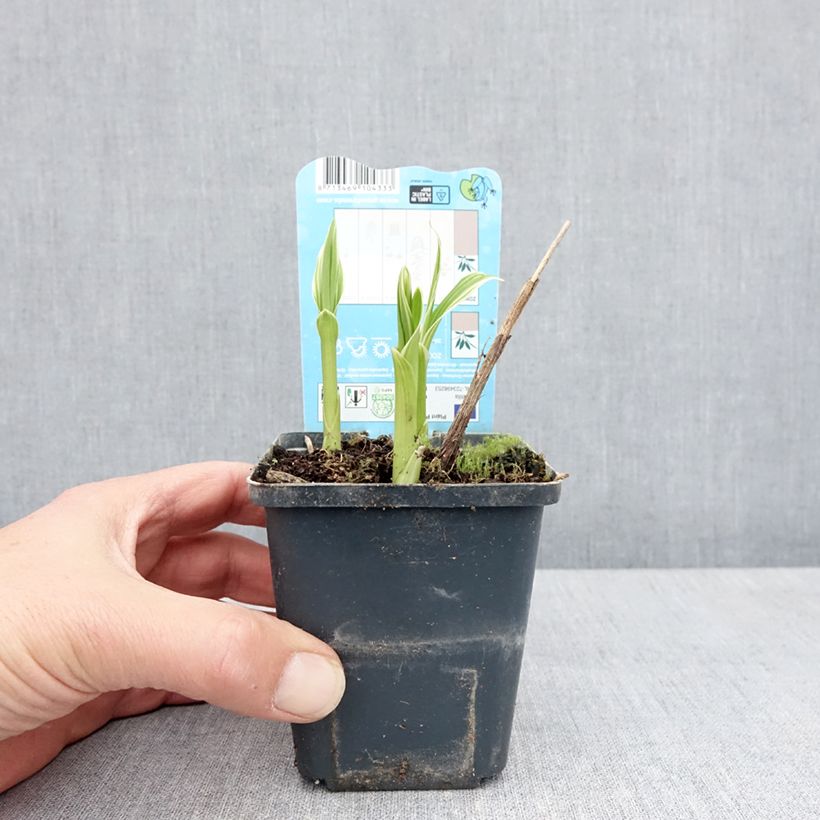 Bletilla striata Alba Vasetto da 8/9 cm taglia I esemplare consegnato in primavera