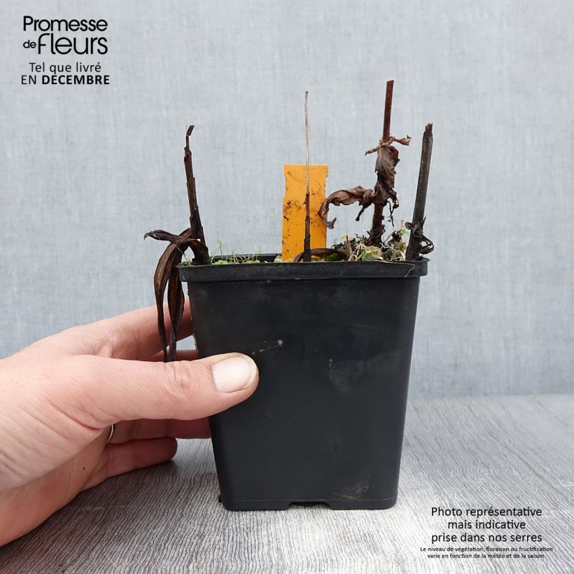 Bletilla striata Alba Vaso da 1L/1,5L esemplare consegnato in inverno