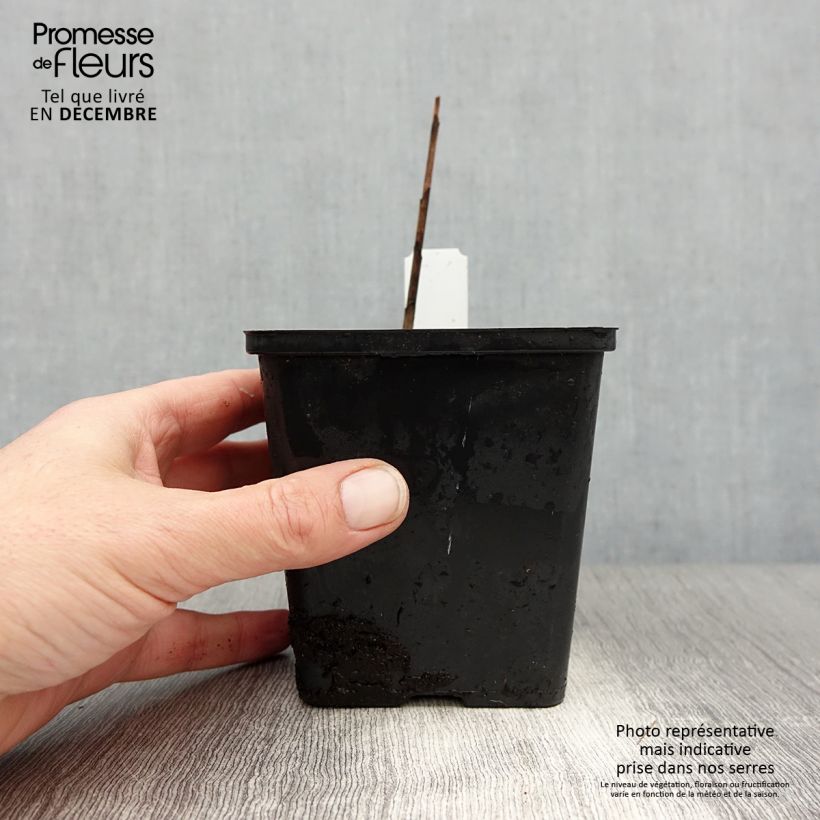 Bletilla striata Kuchi-beni Vasetto da 8/9 cm taglia I esemplare consegnato in inverno