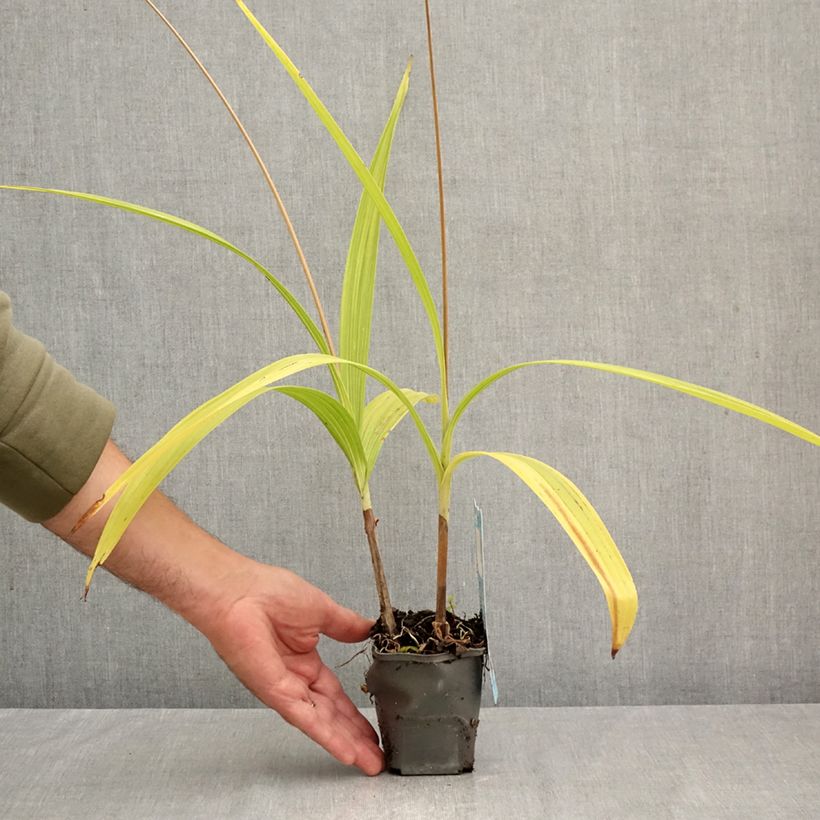 Esemplare di Bletilla striata - Orchidée jacinthe Vasetto da 8/9 cm come consegnato in autunno